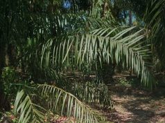 Jasad Pria di Kebun Sawit Desa Muara Sungai Diduga Korban Pembunuhan