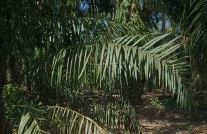 Jasad Pria di Kebun Sawit Desa Muara Sungai Diduga Korban Pembunuhan