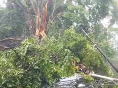 Angin Kencang, Pohon Timpa Mobil dan Robohkan Tiang Listrik di Kota Muara Enim