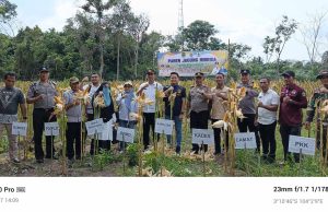 Pemerintah Desa Gunung Menang Panen Jagung Bersama Jajaran Polsek Penukal